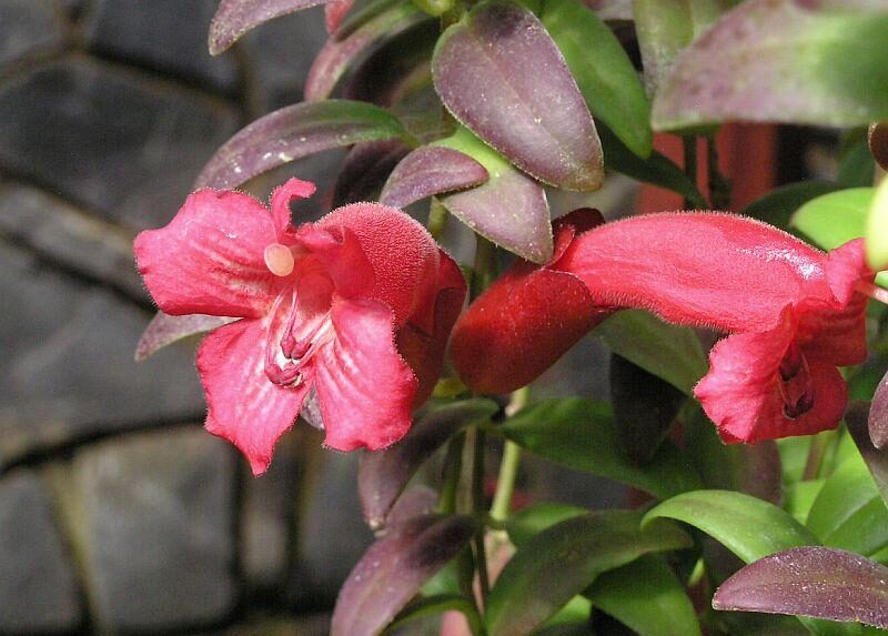 Eschynantus 1 Eschynantus (Aeschynanthus)