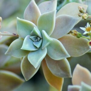 Graptopetalum (Graptopetalum)​