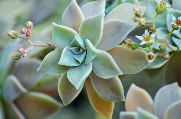 Graptopetalum (Graptopetalum)​