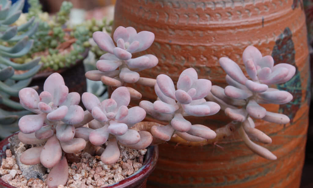 Graptopetalum 2 Graptopetalum amethystinum