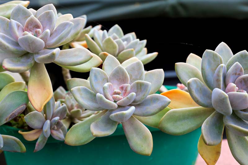 Graptopetalum 3 Graptopetalum paraguayense
