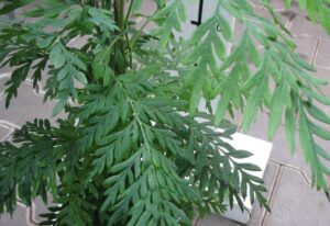Grevilea (Grevillea robusta)