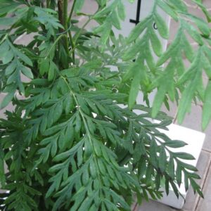 Grevilea (Grevillea robusta)
