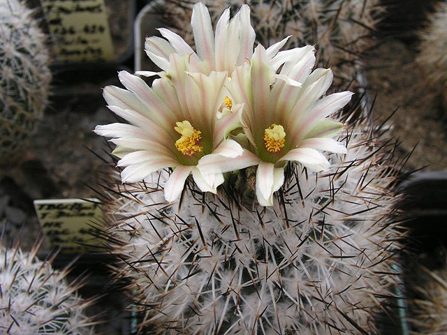 Gymnokaktus 3 Gymnokaktus Beguiniho (Gymnocactus beguinii)