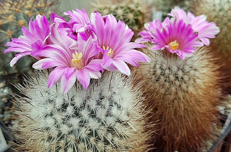 Gymnokaktus 2 Gymnokaktus Beguiniho (Gymnocactus beguinii)