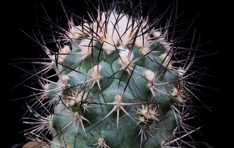 Gymnokaktus 1 Gymnokaktus Gielsdorfiánův (Gymnocactus gielsdorfianus)