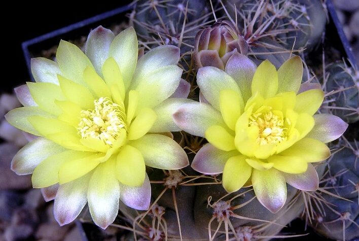 Gymnokalycium Andreae (Gymnocalycium andreae)