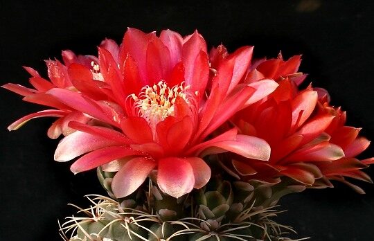 Gymnokalycium Baldwinovo (Gymnocalycium baldianum)