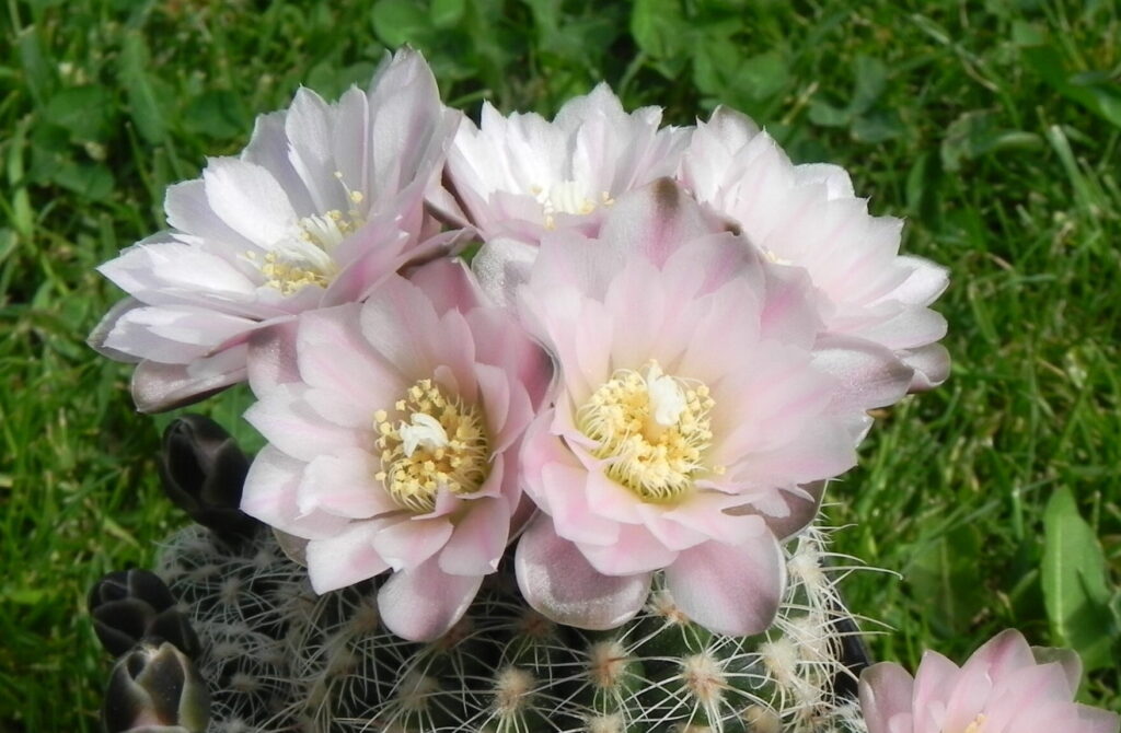 Gymnokalycium Bruchiho (Gymnocalycium bruchii)