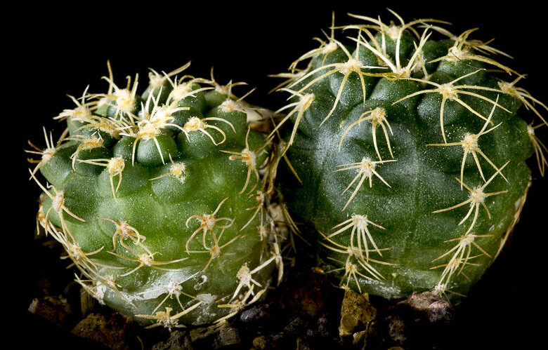 Gymnokalycium Capillaense (G. capillaense)