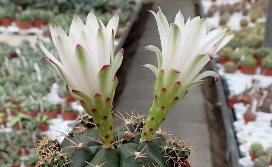 Gymnokalycium Damsii (G. damsii)