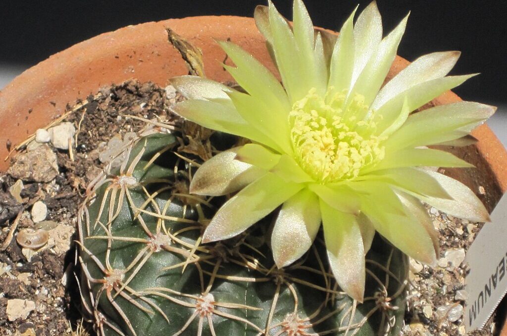 Gymnokalycium Leeanum (G. leeanum)