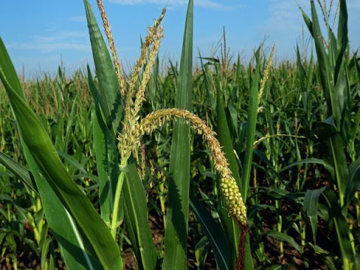 Kukuřice setá (Zea mays)