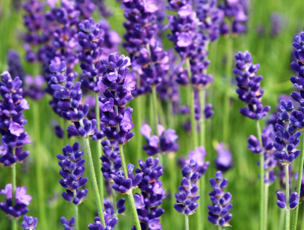 Levandule (Lavandula)