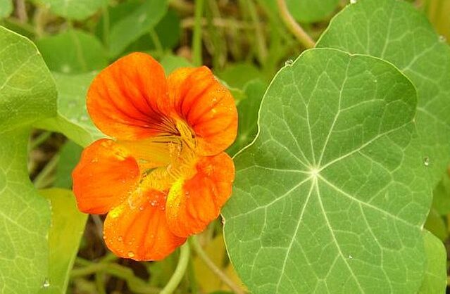 Lichořeřišnice (Tropaeolum)