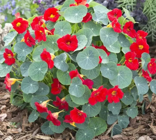 Kapucínka menšia (Tropaeolum minus) – kompaktná nízka forma so žltými a oranžovými kvetmi