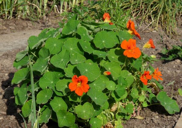 Kapucínka väčšia (Tropaeolum majus) s oranžovými kvetmi a okrúhlymi štítovitými listami