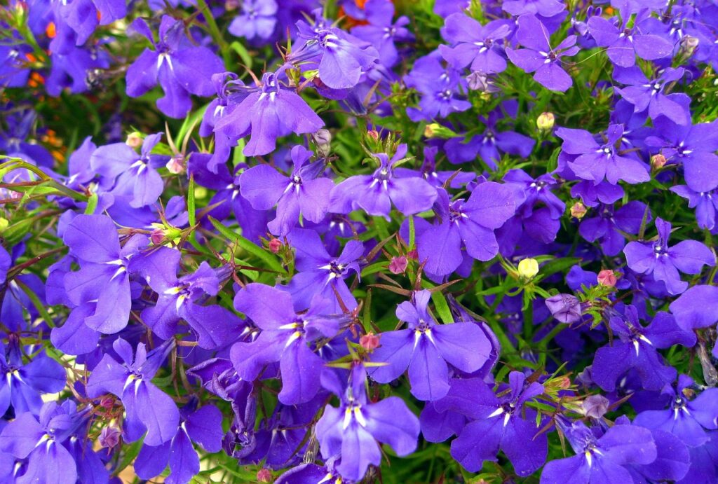 Lobelka (Lobelia)