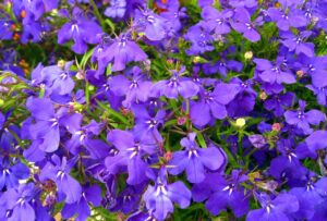 Lobelka (Lobelia)