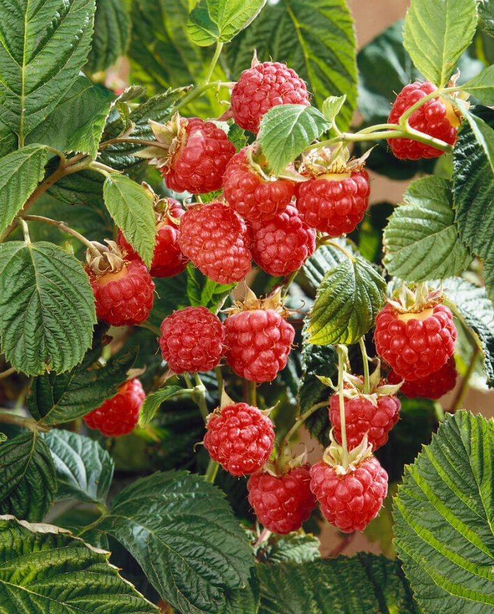 Maliník (Rubus idaeus)