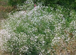 Nevěstin závoj (Gypsophila)