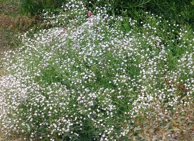 Nevěstin závoj 1 Nevěstin závoj (Gypsophila)