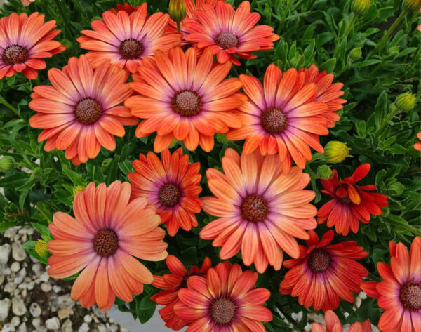 Osteospermum 1 Osteospermum 'Serenity' – fialově kvetoucí paprskovka v plném květu