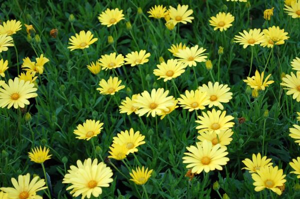Osteospermum 2 Osteospermum 'Voltage Yellow' – žlutě kvetoucí paprskovka s tmavým středem