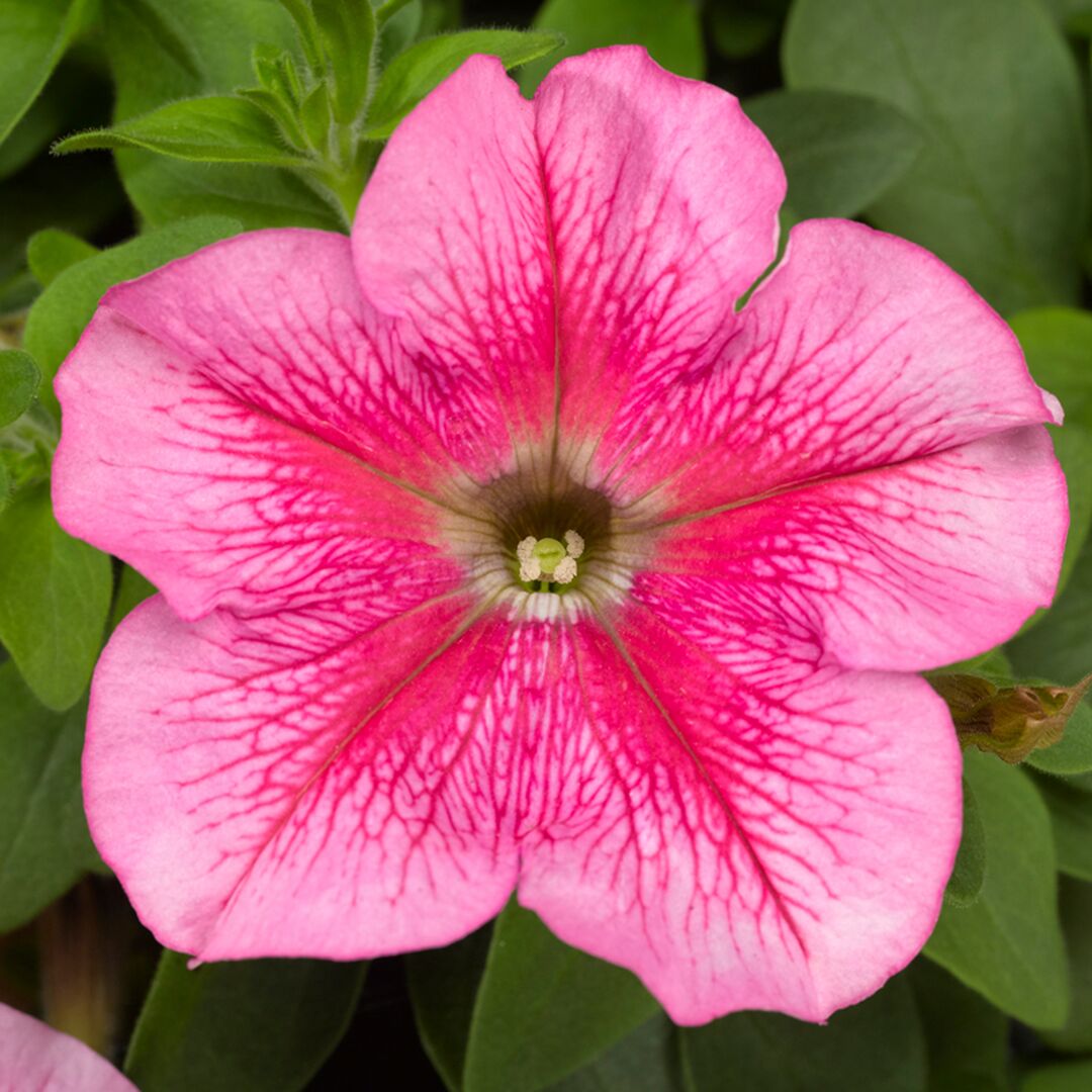 Petunia 3 Petunia grandiflora, velkokvětá petunie s růžovým květem přes deset centimetrů.