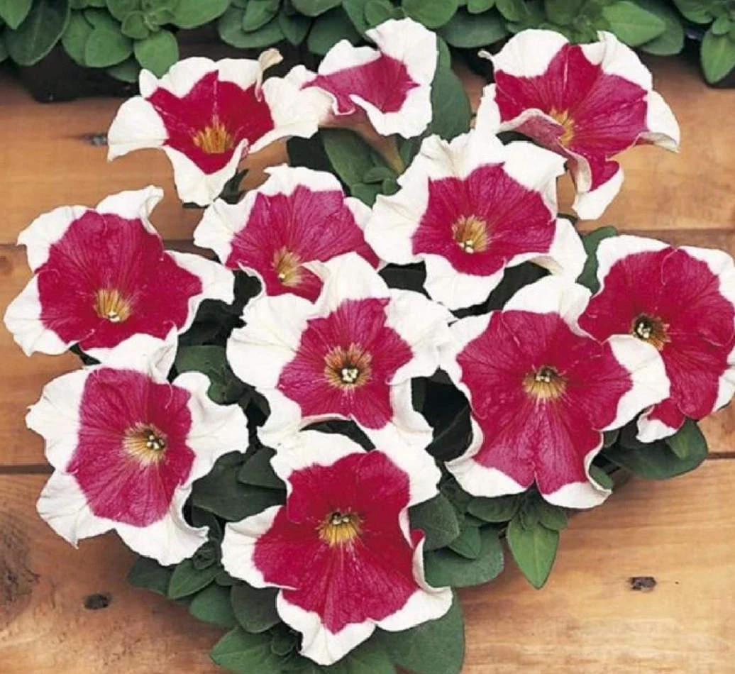 Petunia 4 Petunia multiflora, mnohokvětá petunie s množstvím menších květů.