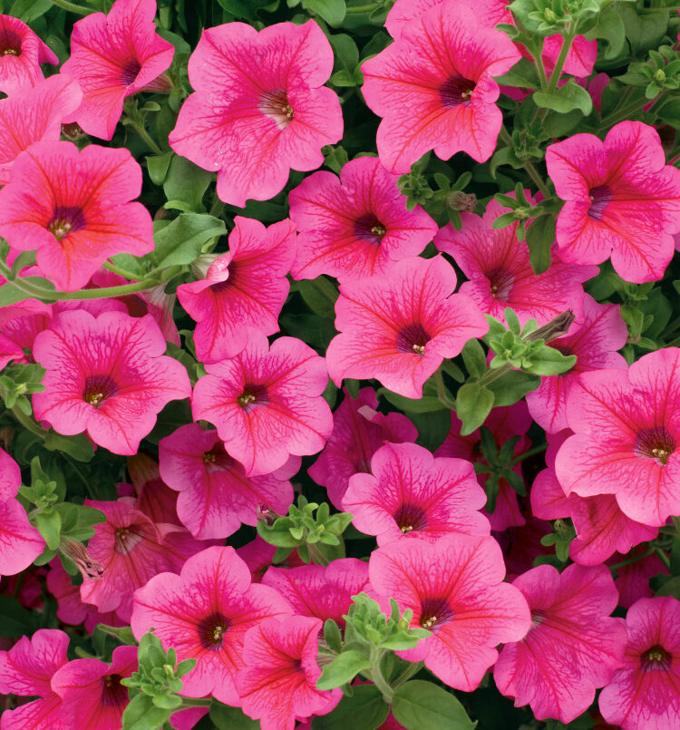Surfinie (Petunia × hybrida)