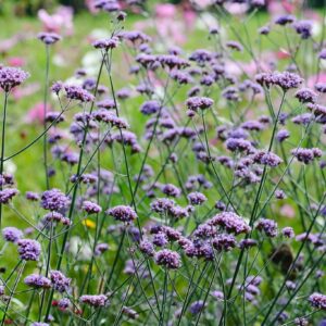 Verbena bonariensis