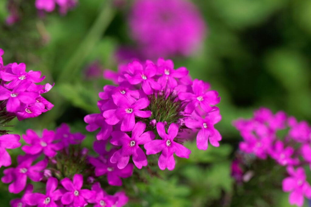 Verbena canadensis