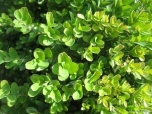 Zimostráz (Buxus)