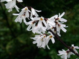 Abeliofylum (Abeliophyllum distichum)
