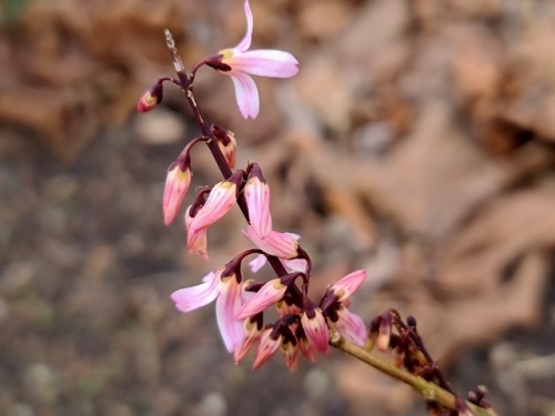 Abeliofylum 2 Abeliofylum (Abeliophyllum distichum) ‘Roseum’
