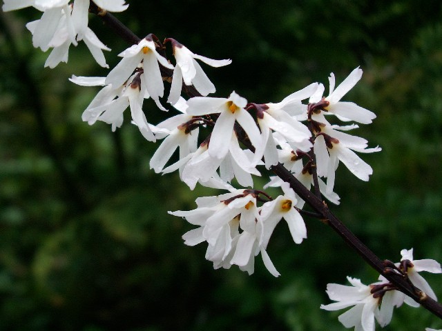 Abeliofylum 1 Abeliofylum (Abeliophyllum distichum)