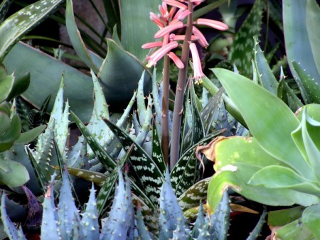 Aloe pestrá (Aloe variegata)