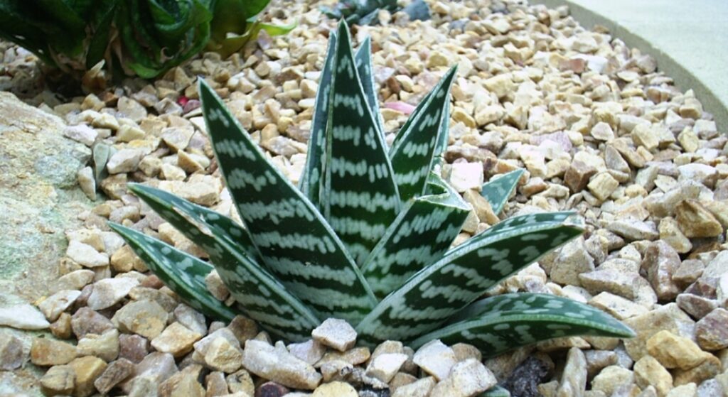 Aloe pestrá (Aloe variegata)