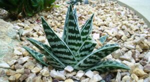 Aloe pestrá (Aloe variegata)