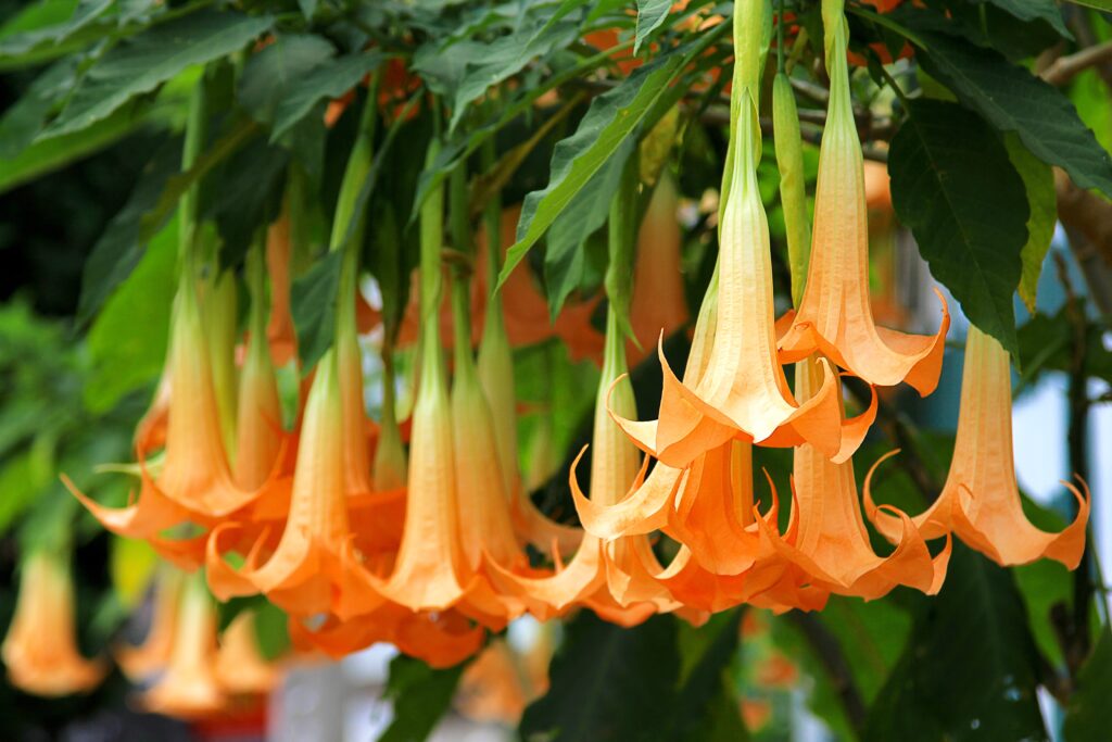 Andělské trumpety (Durman vonný)