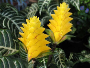 Aphelandra squarrosa 'Louisae'