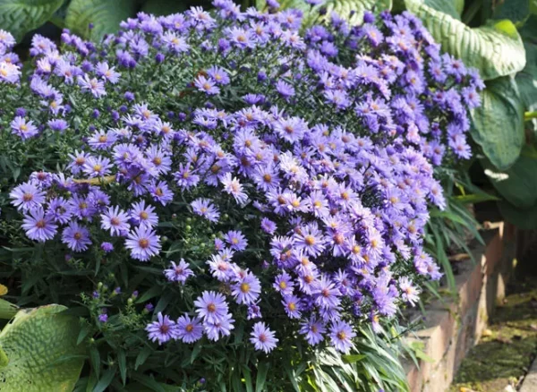 Astra 4 Astra keřová (Aster dumosus) tvořící nízký hustě kvetoucí polštář