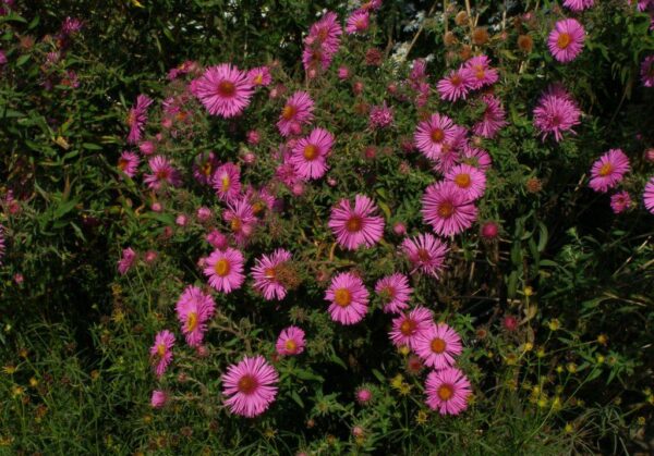 Astra 2 Astra novoanglická (Aster novae-angliae) s pevnými stonky a růžovofialovými květy