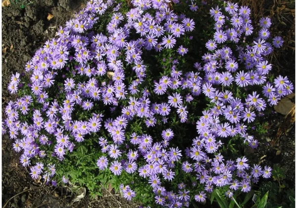Astra 1 Astra novobelgická (Aster novi-belgii) s hustými trsy fialových květů