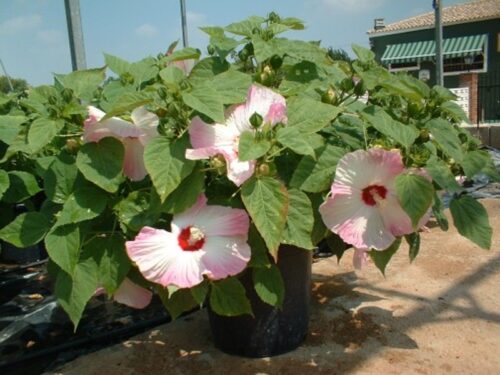 Ibišek bahenní (Hibiscus moscheutos)
