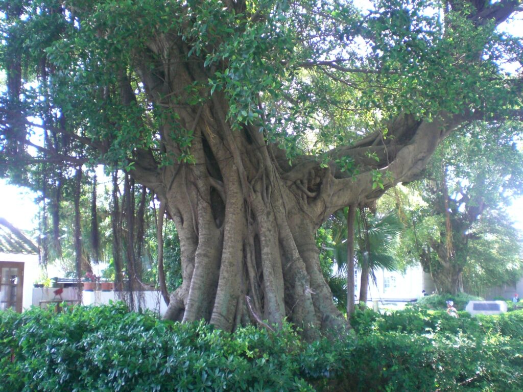 Banyán (Ficus benghalensis)