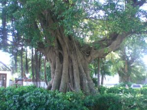 Banyán (Ficus benghalensis)