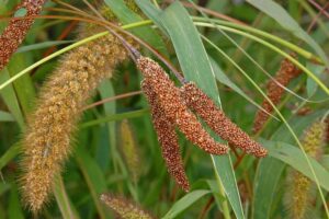Bér italský (Setaria italica)
