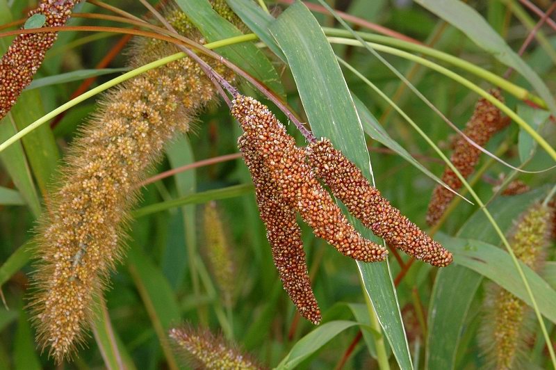 Bér italský (Setaria italica)